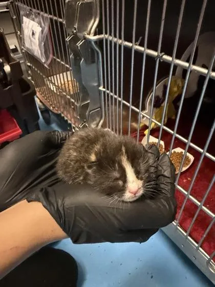 A baby small-sized female Black Domestic Short Hair cat named 61565825 for adoption in El Paso, TX