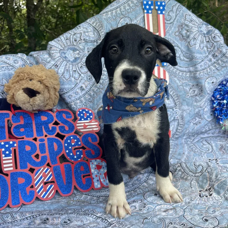 A baby medium-sized male American Bulldog dog named Summit for adoption in Sebring, FL