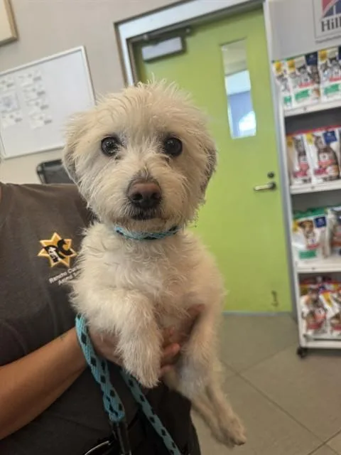 An adult medium-sized male Cairn Terrier dog named Casper for adoption in Rancho Cucamonga, CA