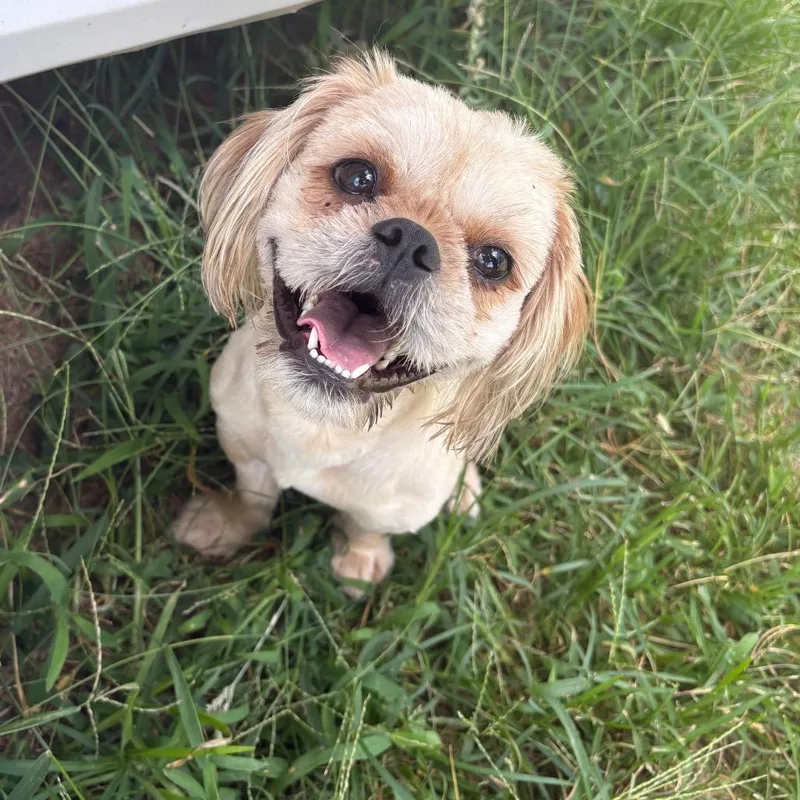 An adult small-sized male White / Cream Shih Tzu dog named Ponyboy Curtis for adoption in Houston, TX