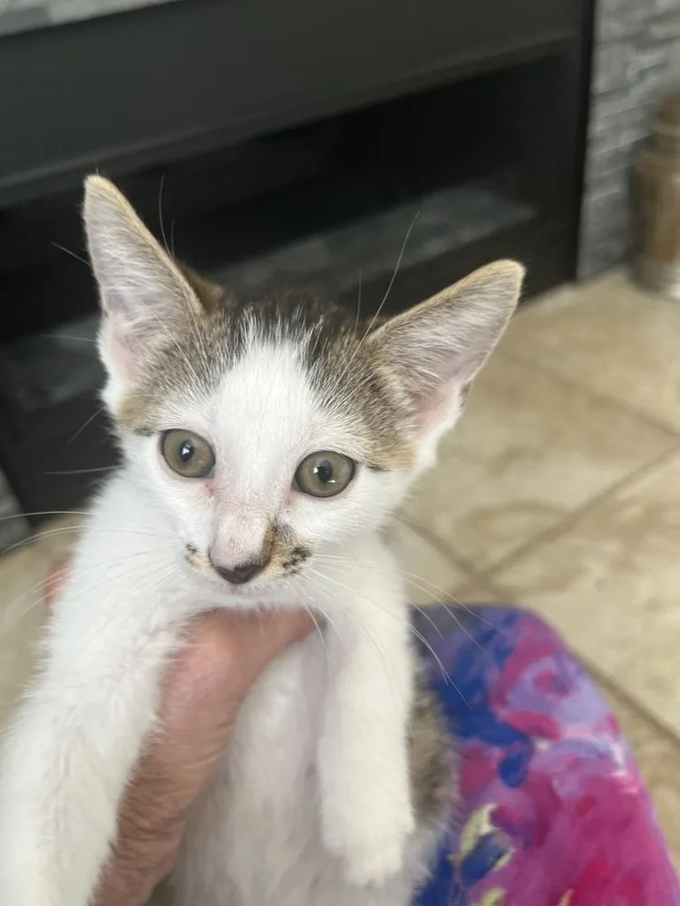 A baby small-sized male Gray & White American Shorthair cat named Declan for adoption in Tampa, FL