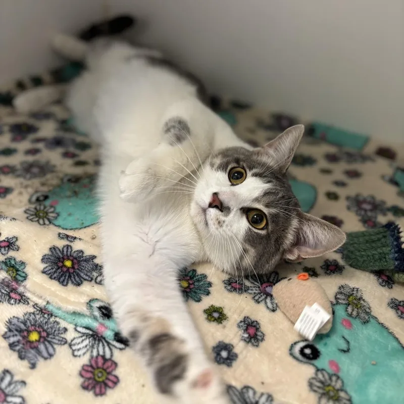 An adult large-sized male Gray / Blue / Silver Domestic Short Hair cat named Shenanigans for adoption in Fargo, ND