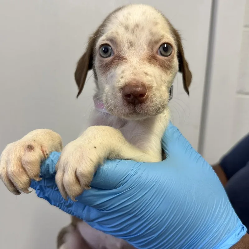 A baby small-sized female White / Cream Pointer dog named Ryan for adoption in Hattiesburg, MS