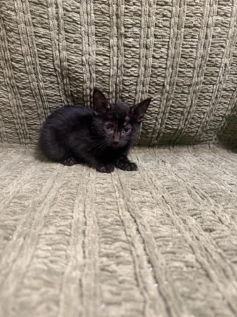 A baby medium-sized male Domestic Short Hair cat named Louie for adoption in Florence, SC