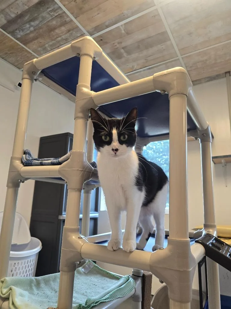 A young small-sized female Domestic Short Hair cat named Truffle for adoption in Barron, WI