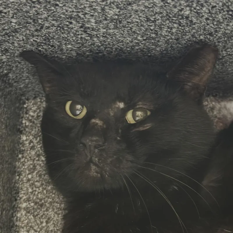 A young medium-sized male Domestic Long Hair cat named Morse for adoption in Brenham, TX
