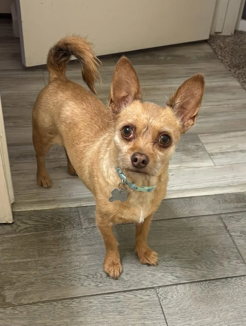 An adult small-sized male Terrier dog named Oscar for adoption in Glendale, AZ
