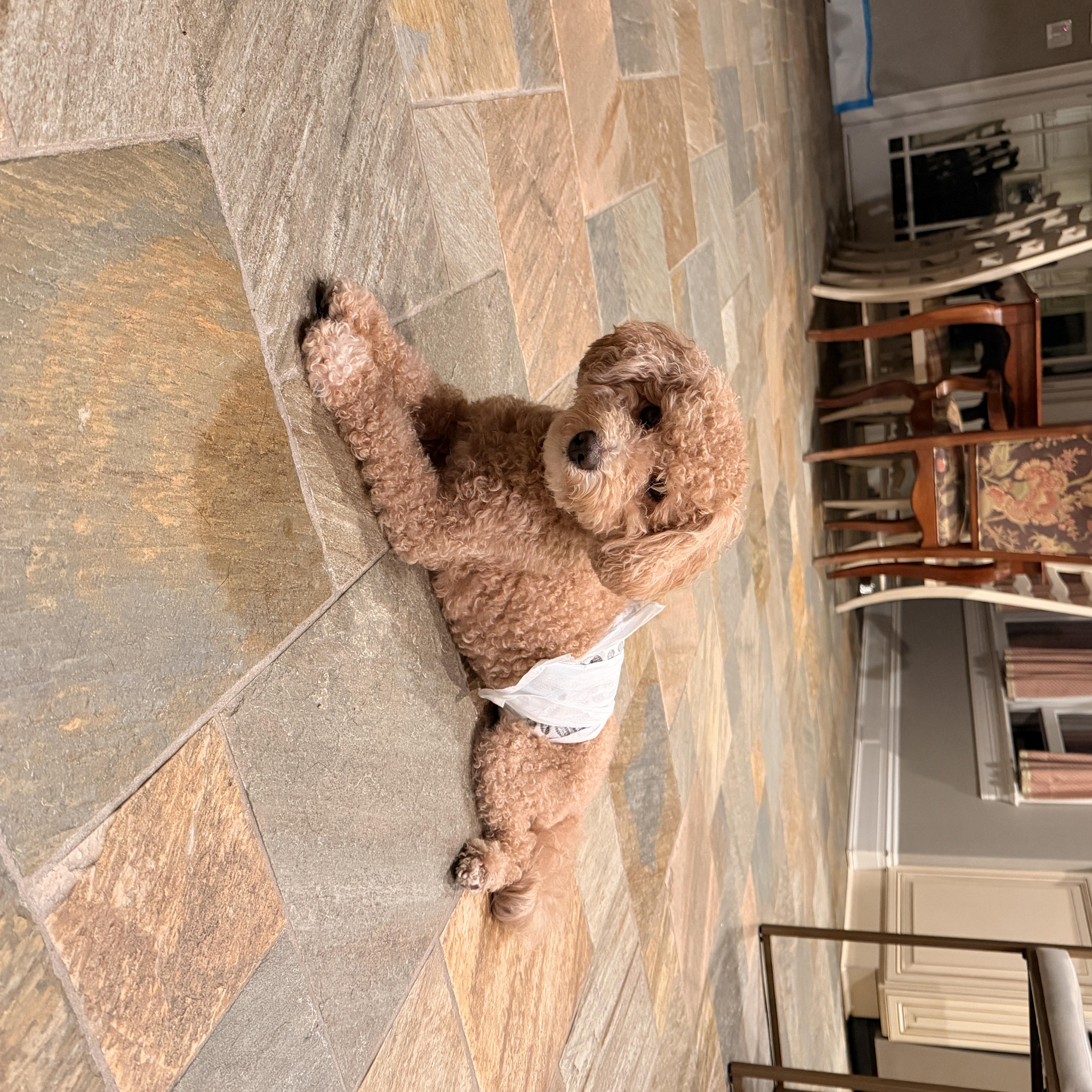 An adult small-sized male Havanese dog named Lucky for adoption in Thornwood, NY