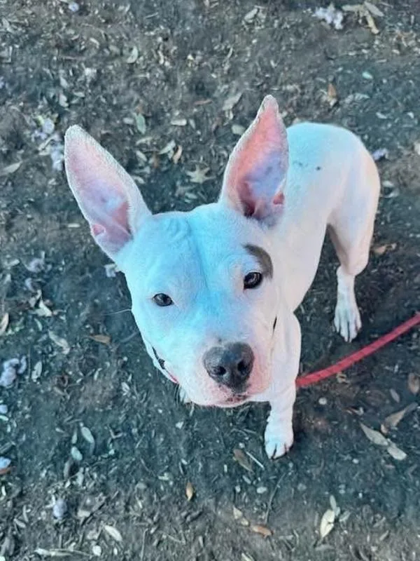 A young large-sized female Mixed Breed dog named Daisy for adoption in Austin, TX