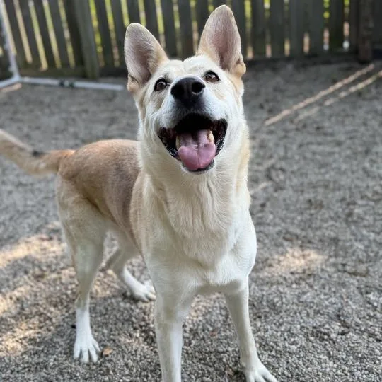 An adult medium-sized female Yellow / Tan / Blond / Fawn Shepherd dog named Waffles for adoption in Dayton, OH