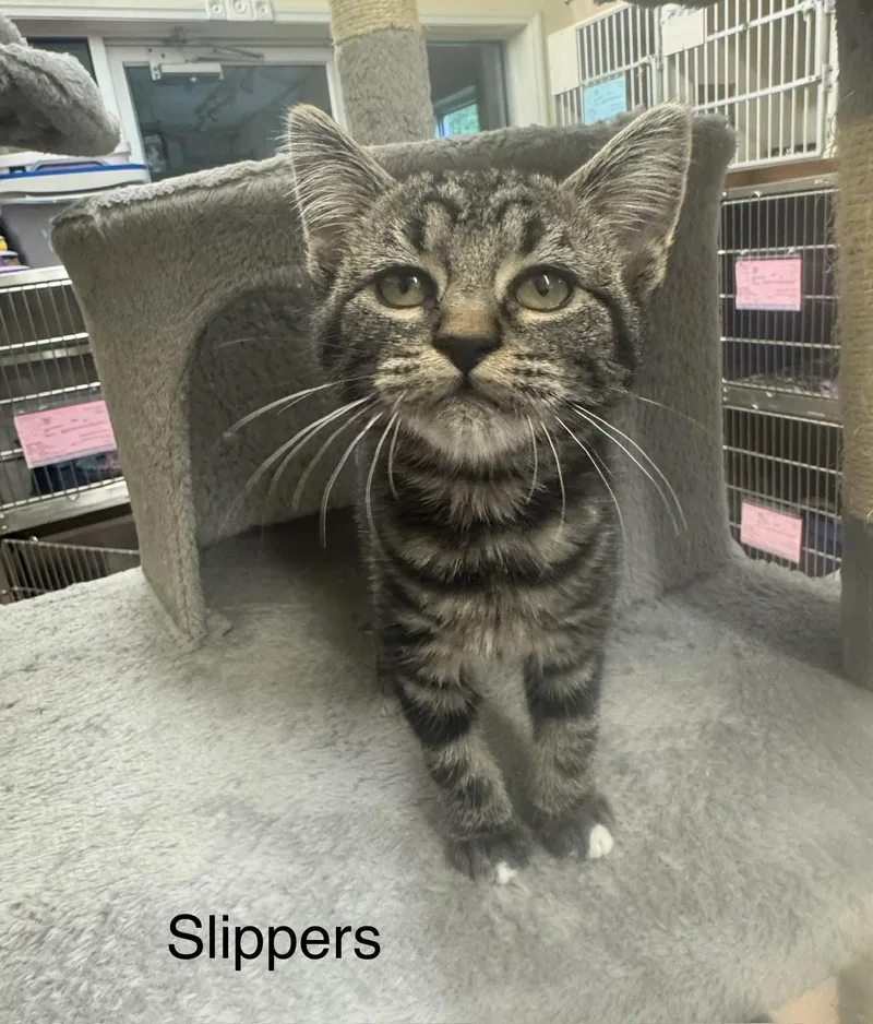 A baby medium-sized female Black Tabby cat named Slippers for adoption in Ulster, PA