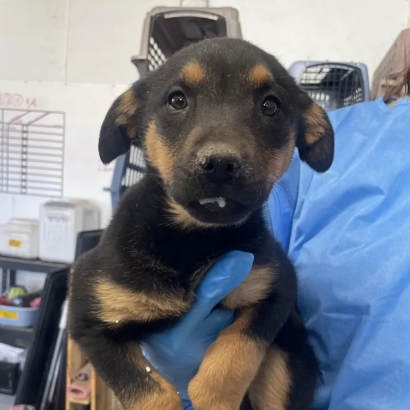 Loretta Lynn thumbnail 3