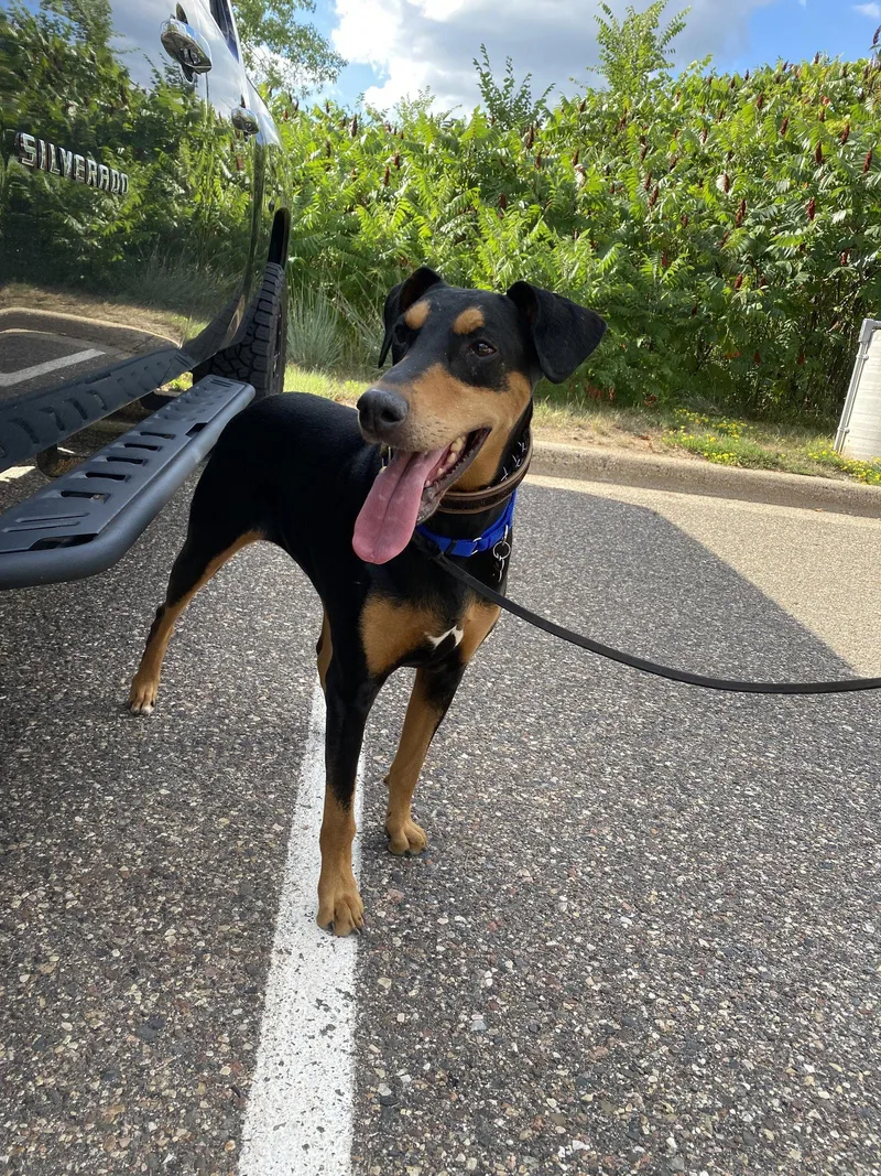 An adult large-sized female Doberman Pinscher dog named Rosie for adoption in Minneapolis, MN