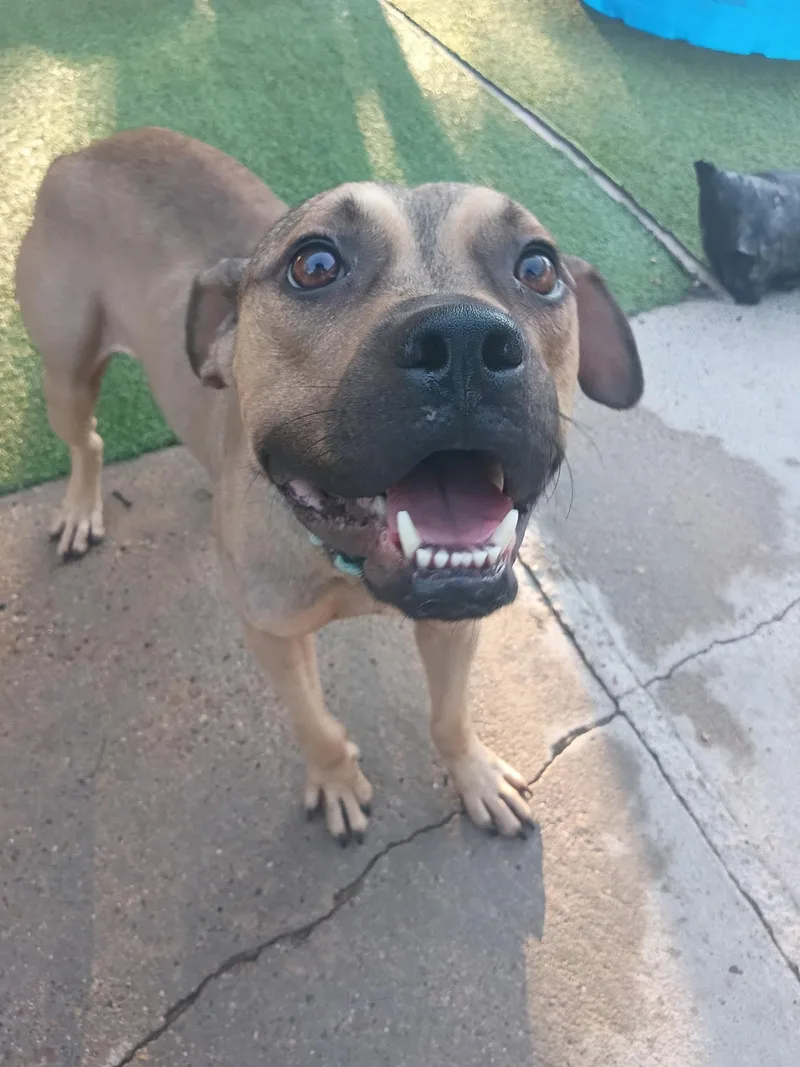 An adult medium-sized male American Staffordshire Terrier dog named Creek with the cutest for adoption in Houston, TX