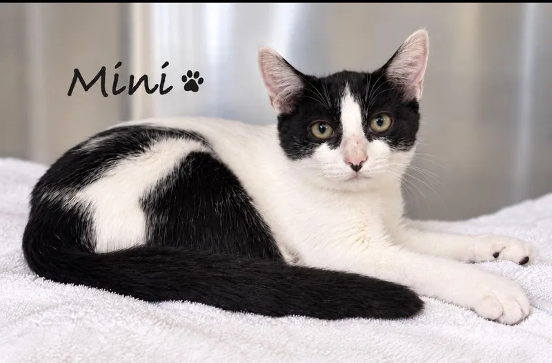 A baby medium-sized female White Domestic Short Hair cat named Mini for adoption in Pawleys Island, SC