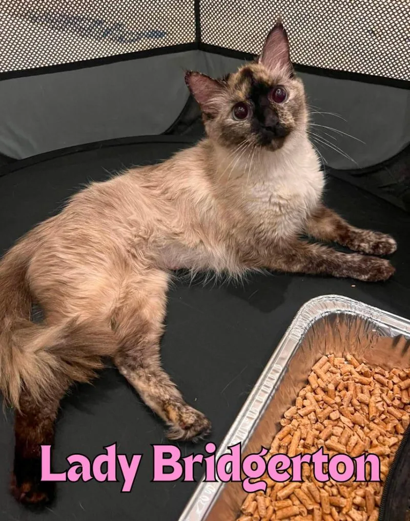 A young medium-sized female Domestic Short Hair cat named Lady Bridgerton for adoption in Rome, GA