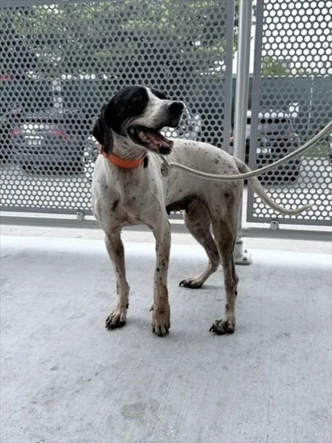 An adult medium-sized female Pointer dog named Dot for adoption in Miami, FL