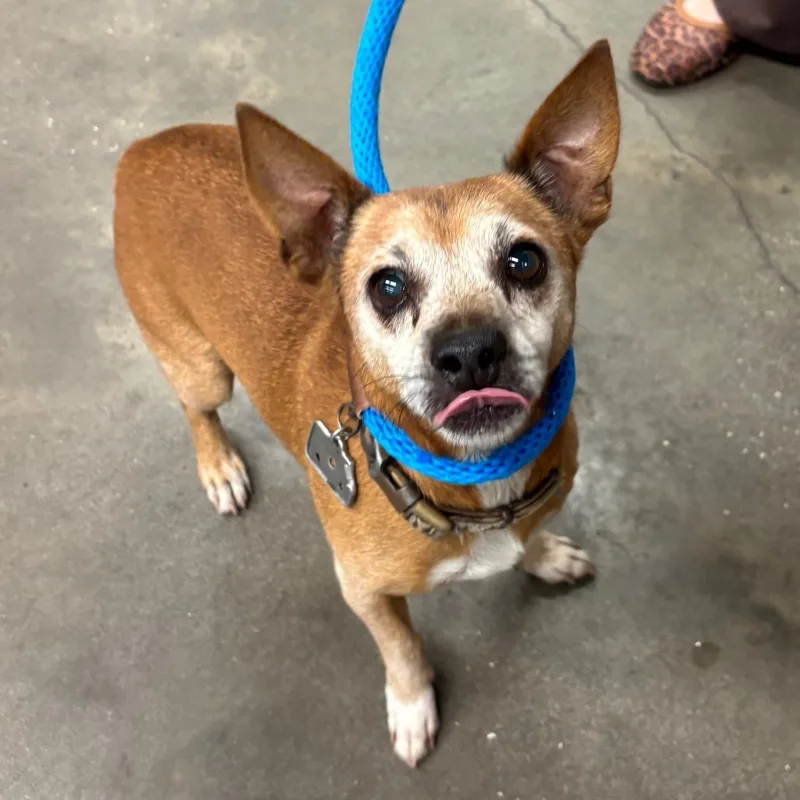 A senior small-sized male Jack Russell Terrier dog named Dexter for adoption in Tampa, FL