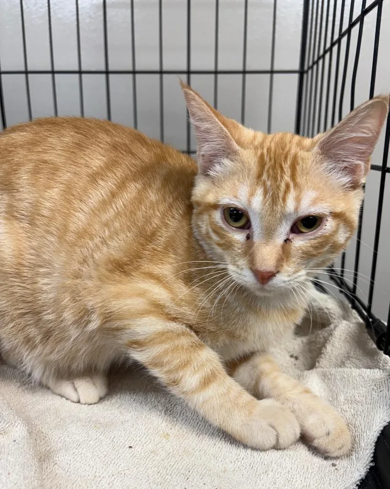 A baby medium-sized male Domestic Short Hair cat named Neddy for adoption in Little Rock, AR