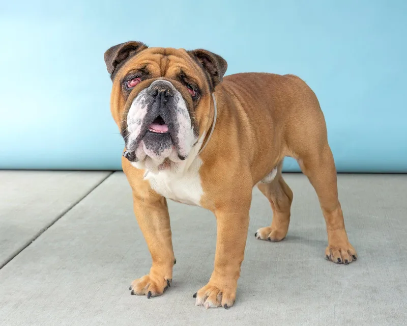 An adult large-sized male English Bulldog dog named Carter for adoption in Pasadena, CA