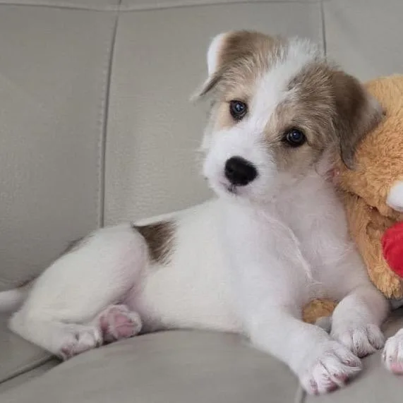 Cerra Pup: Civi