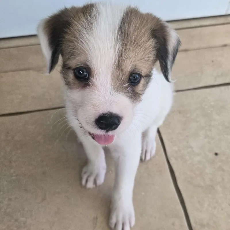 Cerra Pup: Civi thumbnail 2