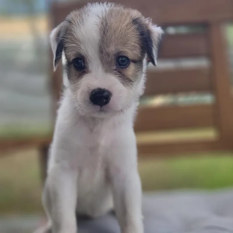Cerra Pup: Civi thumbnail 3