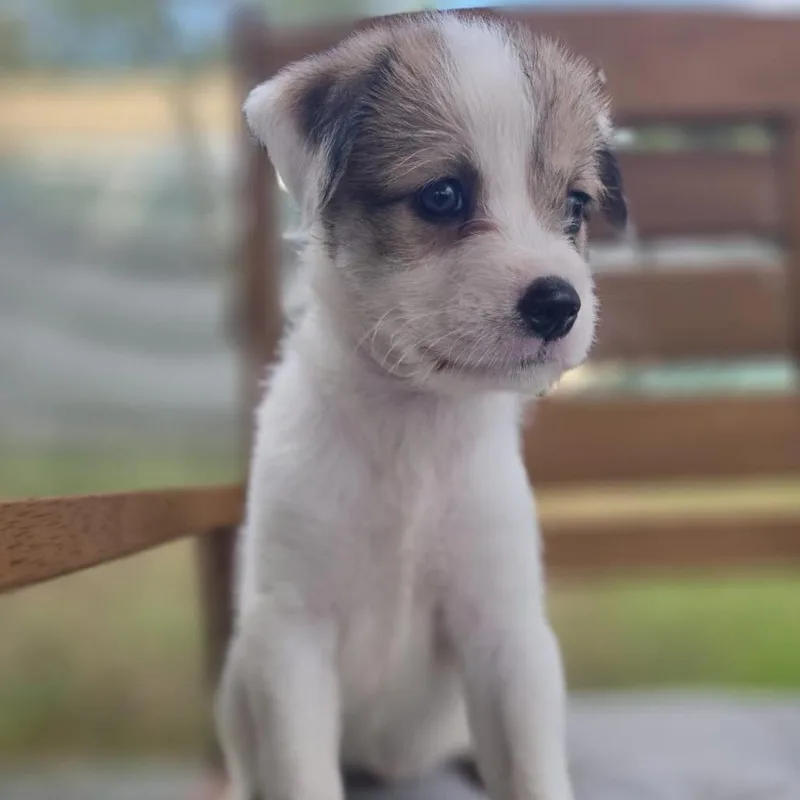Cerra Pup: Civi thumbnail 4