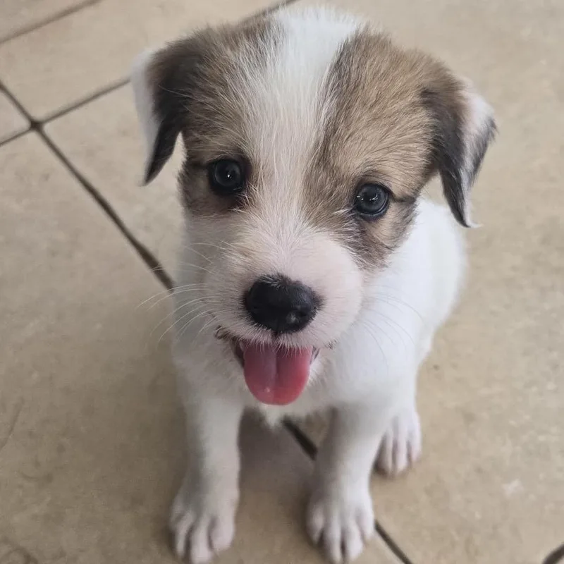 Cerra Pup: Civi thumbnail 5