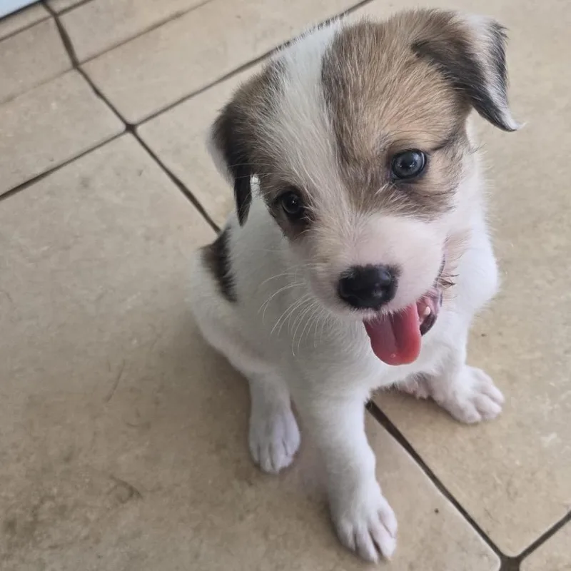 Cerra Pup: Civi thumbnail 6