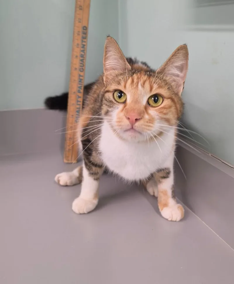 A young medium-sized female Domestic Short Hair cat named Minnie for adoption in Athens, TN