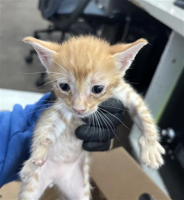 A baby medium-sized male Domestic Short Hair cat named Lucas for adoption in Dallas, TX