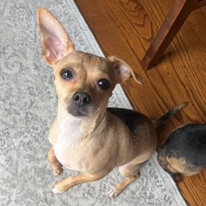 An adult small-sized female Chihuahua dog named Hershey for adoption in Barrington, IL