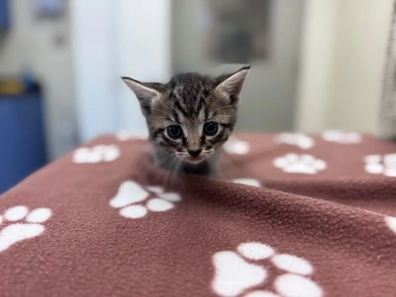 A young medium-sized female Tabby (Brown / Chocolate) Domestic Short Hair cat named Alibi for adoption in Disputanta, VA