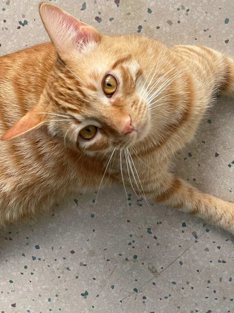A baby medium-sized male Tabby (Orange / Red) Domestic Short Hair cat named Alfie for adoption in Midway City, CA
