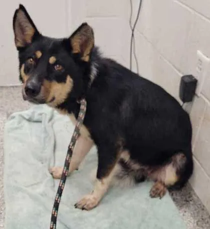 An adult medium-sized female Black Mixed Breed dog named Fay PhD for adoption in Kansas City, MO