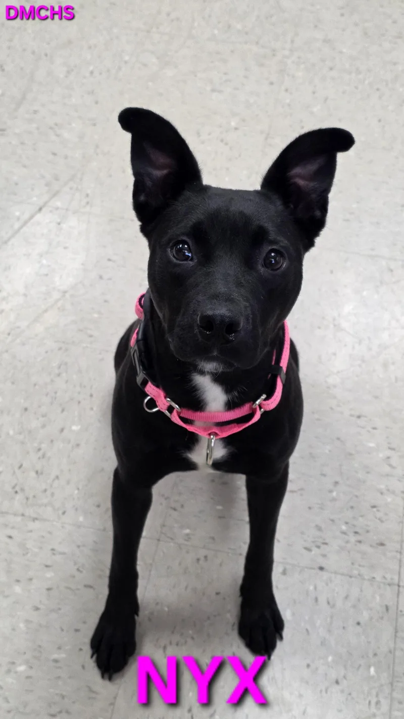 A young small-sized female Bicolor Pit Bull Terrier dog named Nyx for adoption in Burlington, IA