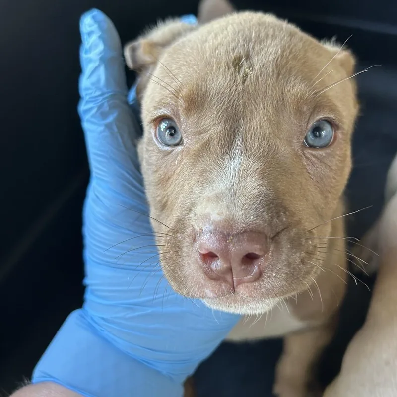 A baby small-sized male Yellow / Tan / Blond / Fawn Pit Bull Terrier dog named Julius for adoption in Birmingham, AL