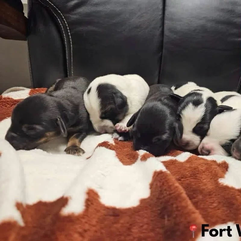 A baby medium-sized female Basset Hound dog named Berry Waffle for adoption in Allen, TX