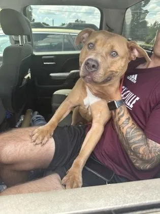 An adult large-sized female Mixed Breed dog named Mia Courtney for adoption in Chamblee, GA