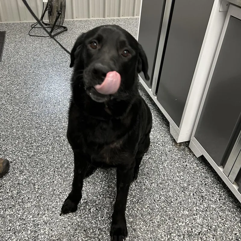Lab