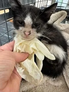 A baby small-sized male Domestic Short Hair cat named Marco for adoption in Martinez, CA