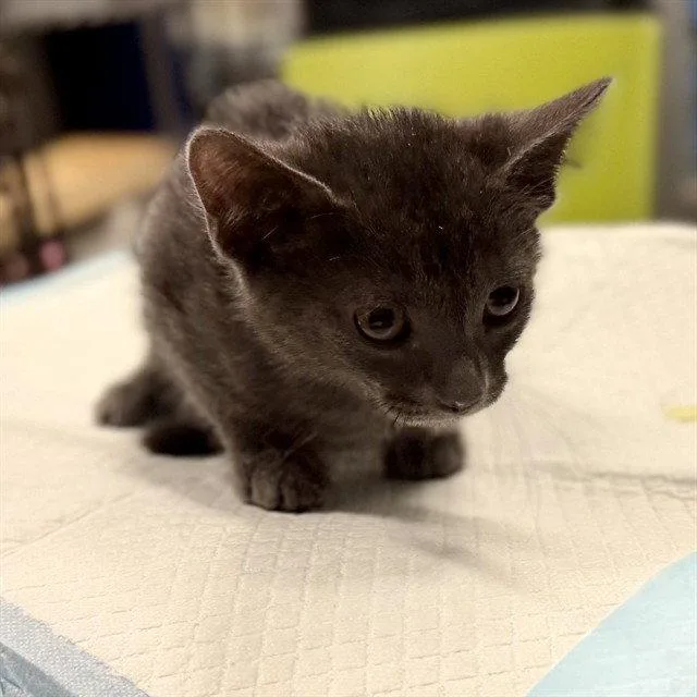 A baby small-sized female Gray / Blue / Silver Domestic Short Hair cat named Fto for adoption in Tavares, FL