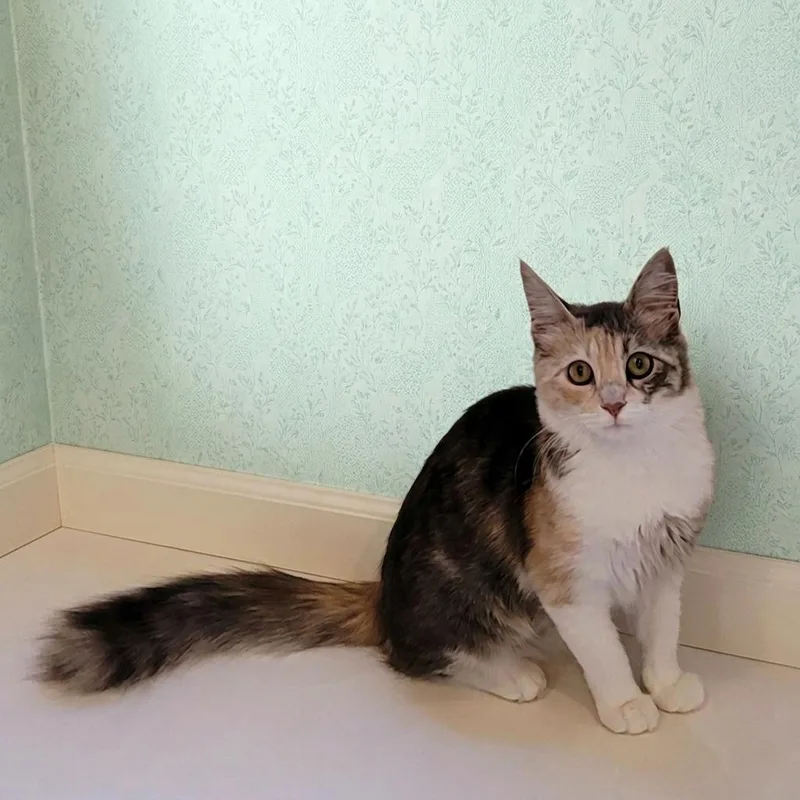 A young medium-sized female Calico cat named Duchess for adoption in Allen, TX