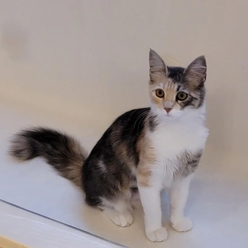 Duchess thumbnail 3