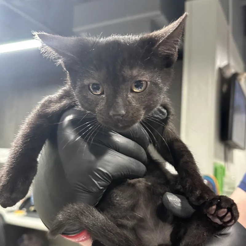 A baby small-sized female Black Domestic Short Hair cat named Storm for adoption in Tampa, FL