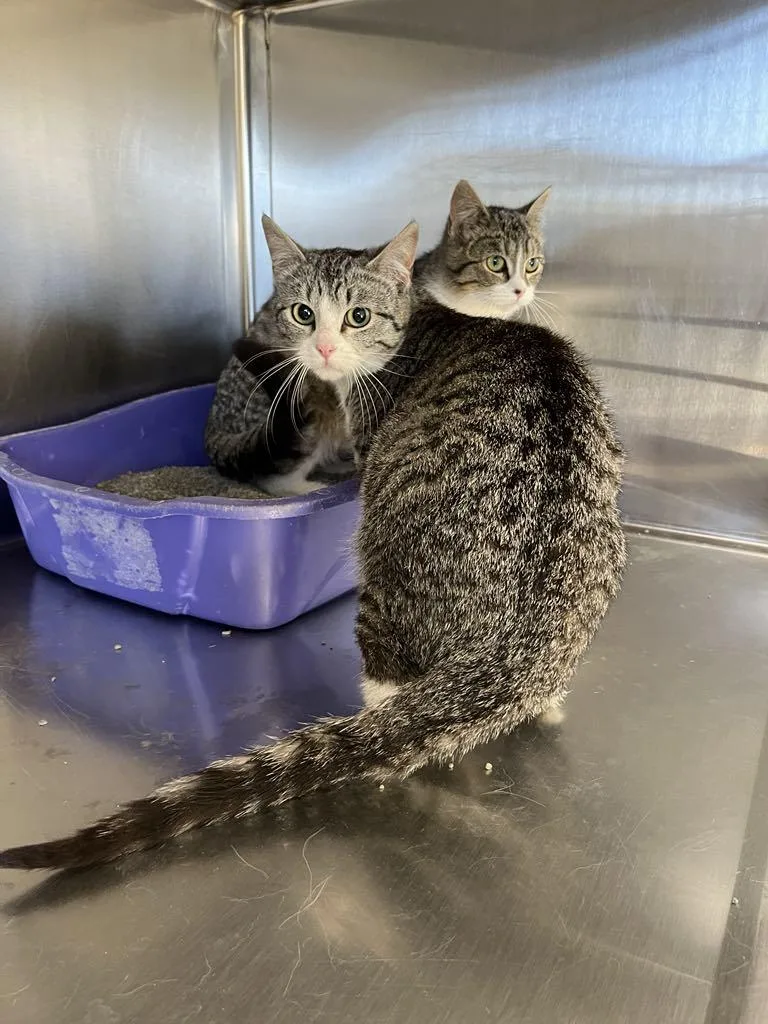 An adult medium-sized female Domestic Short Hair cat named Allie for adoption in Austin, MN