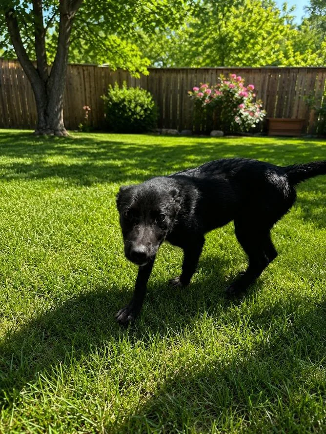 A baby medium-sized female Mixed Breed dog named Sleepy for adoption in Center, TX