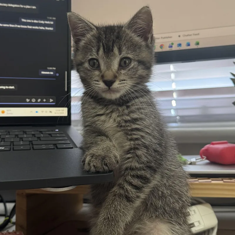 A baby medium-sized female Tabby (Brown / Chocolate) Tabby cat named Claire for adoption in Columbia, SC