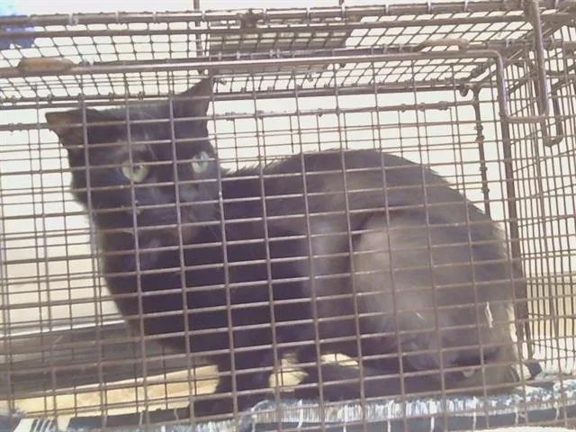 An adult medium-sized male Domestic Short Hair cat named Salem for adoption in Sacramento, CA